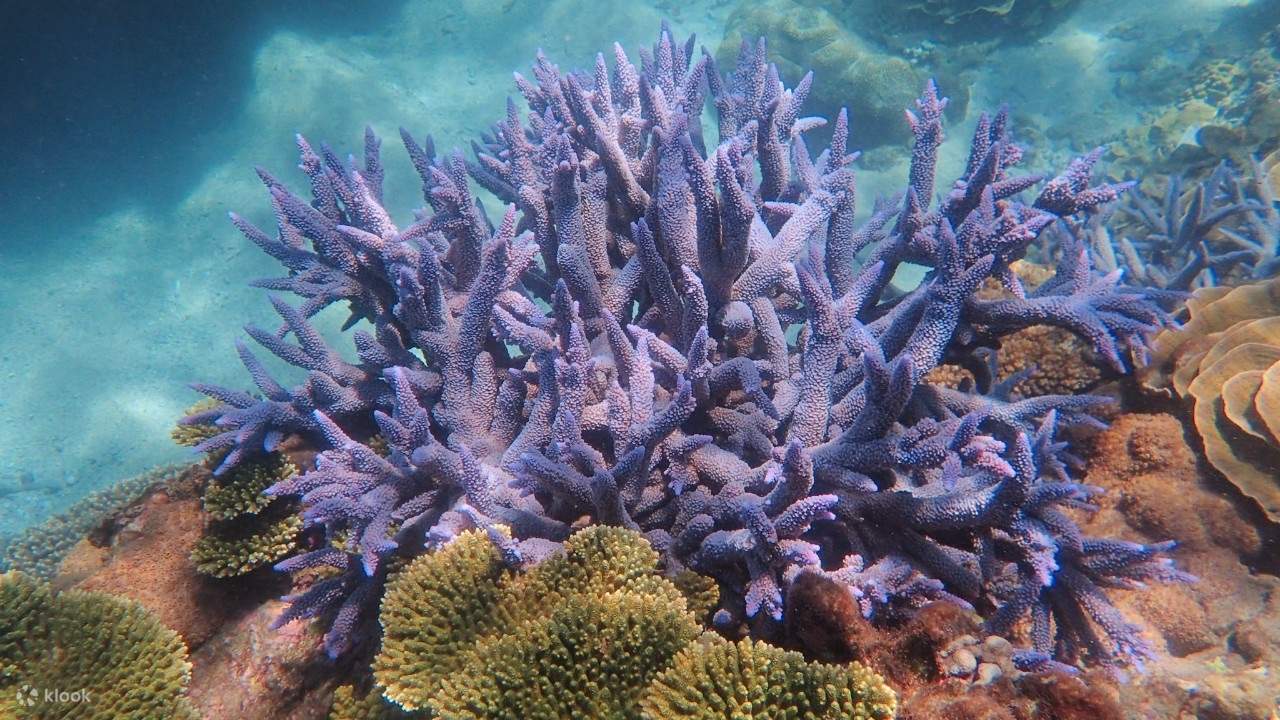 Penghu: Lavender Forest Snorkeling & South Penghu Marine National Park Island Hopping Day Trip & Star Island Yacht