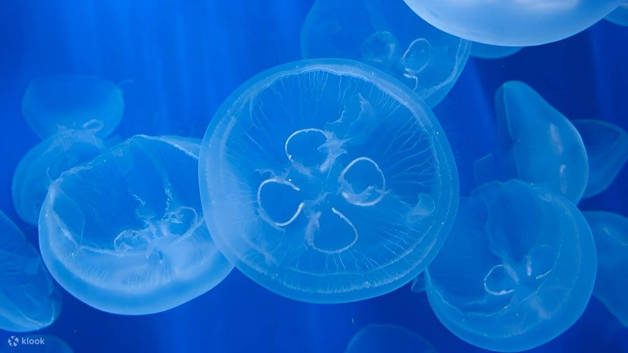 Schweben Sie zwischen den faszinierenden Quallen, der lebenden Kunst der Natur, die in einem ruhigen Blau leuchtet.