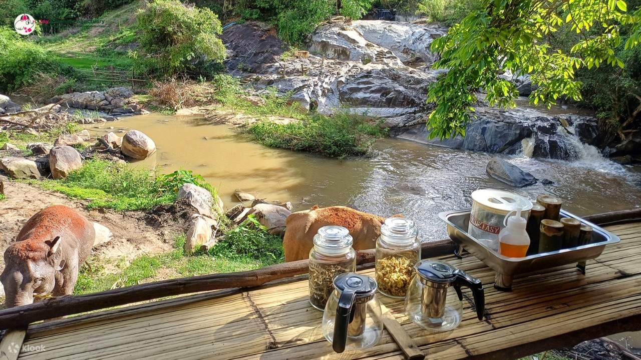 Chiang Mai Elephant Sanctuary Observation dan Kombo Aktiviti