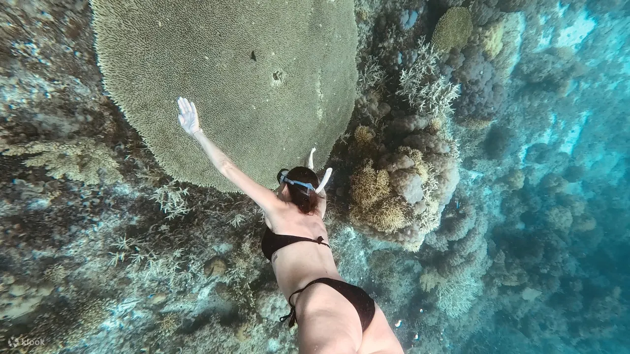 锡基霍尔岛：自由潜水探险，含午餐和海滩时光