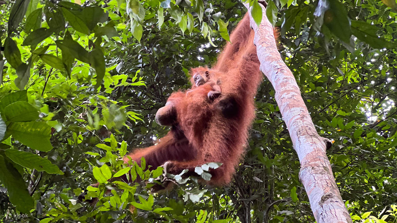 Sumatra Fl North Sumatra Multiday Tour Highlights - Klook