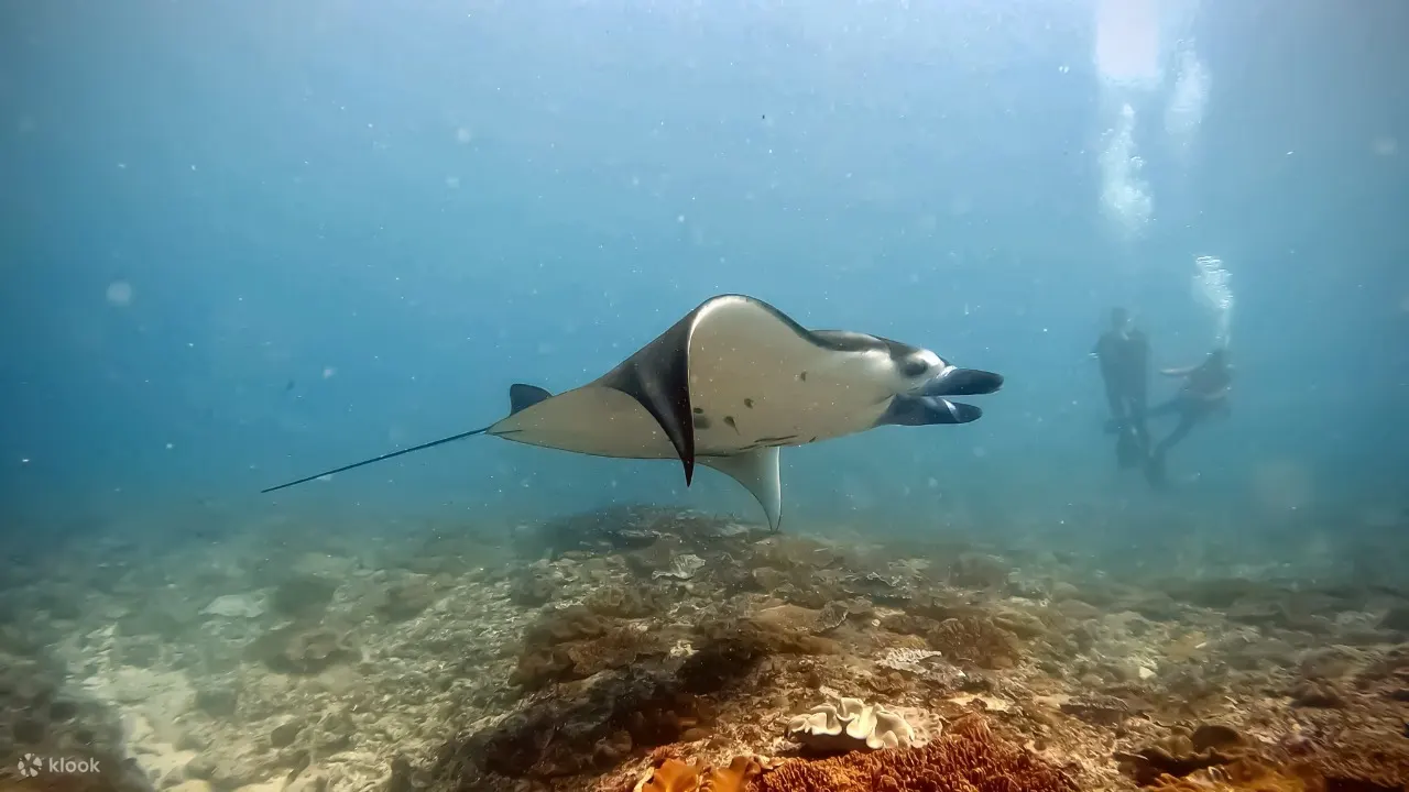 海洋生物