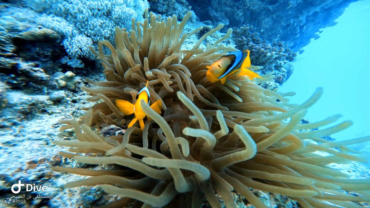 A dive spot like no other, offering excitement and discovery.