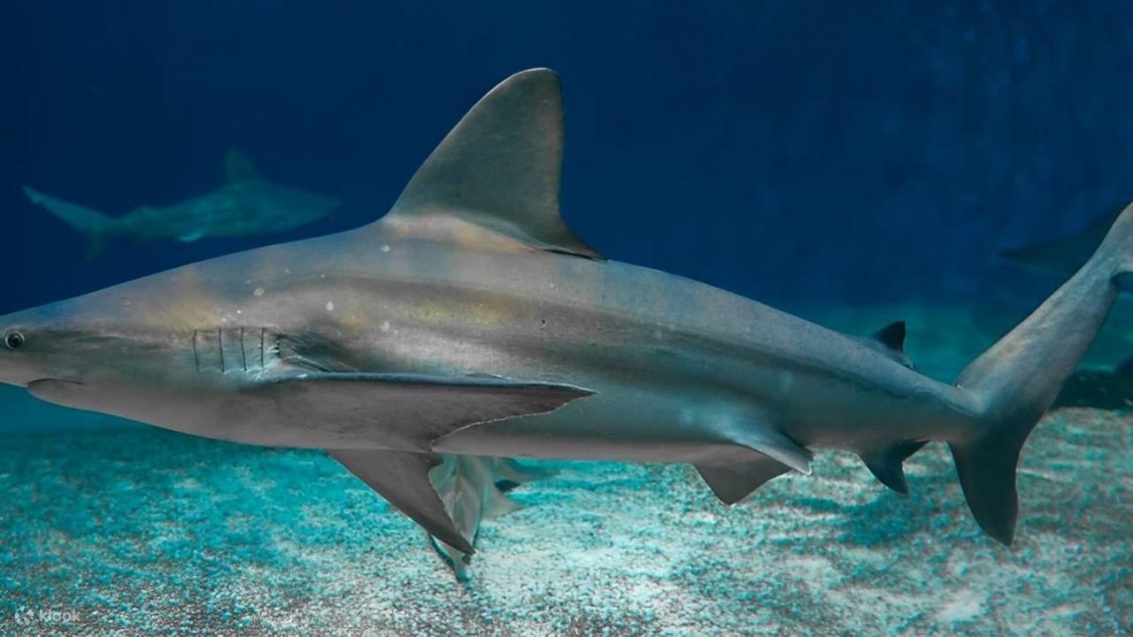 Begegnen Sie dem Top-Raubtier des Ozeans aus nächster Nähe; ein aufregendes Erlebnis erwartet Sie!
