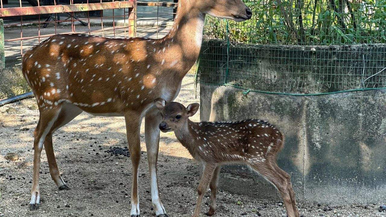 Penang: Balik Pulau, pittura batik e mini zoo con animali da accarezzare