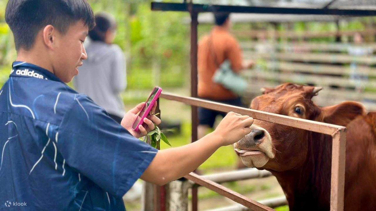 Penang: Balik Pulau, pittura batik e mini zoo con animali da accarezzare