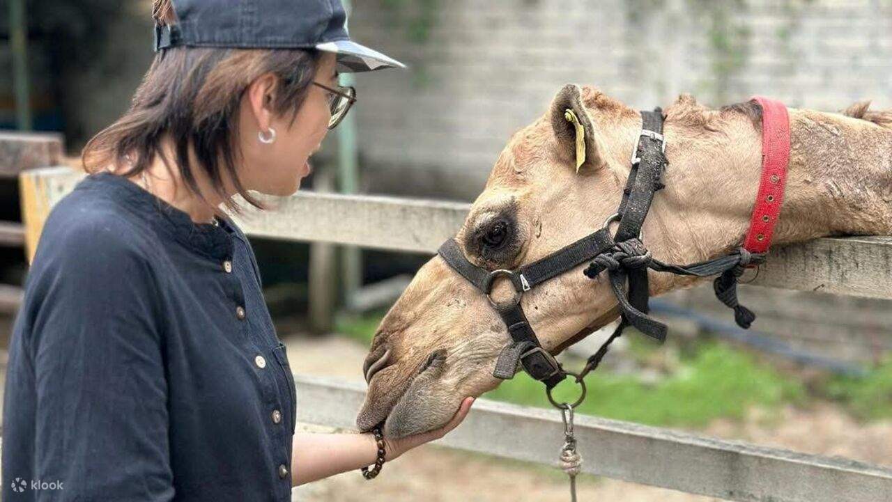 Penang: Balik Pulau, pittura batik e mini zoo con animali da accarezzare