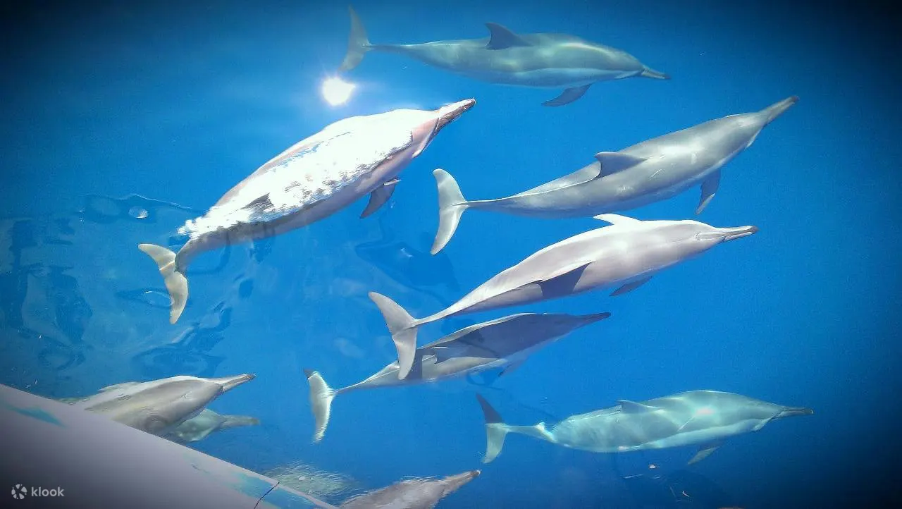 dolphin watching yilan