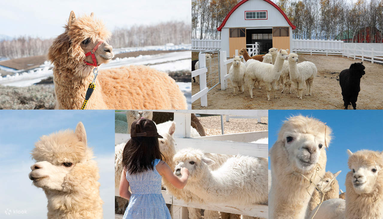 Tur Satu Hari Teras Elf Biei Aoike Kebun Binatang Hokkaido - Klook ...