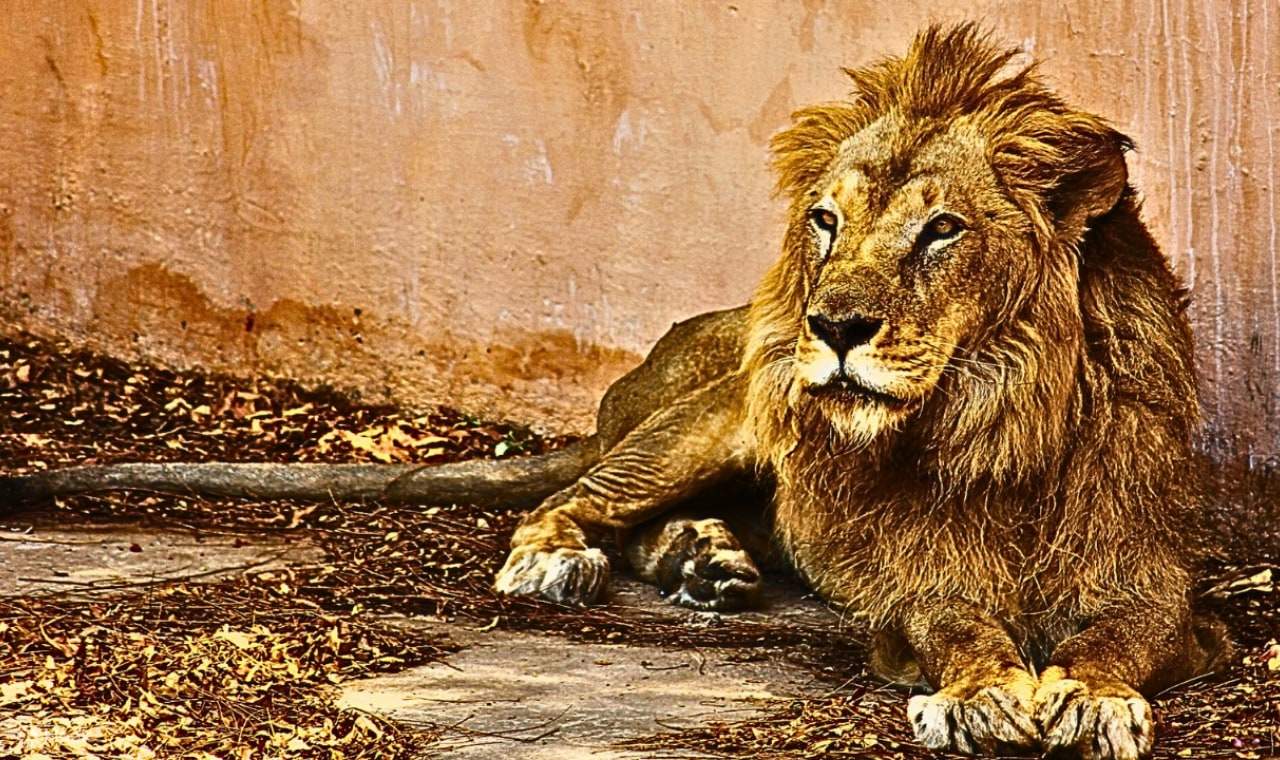 บัตรสวนสัตว์ไลอ้อนพาร์ค อิสตันบูล