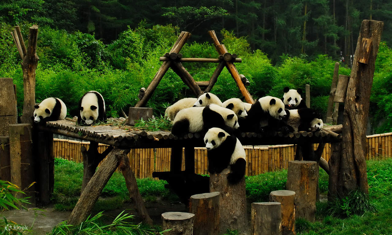 Sichuan Chengdu Panda Base Dujiangyan Day Tour Klook