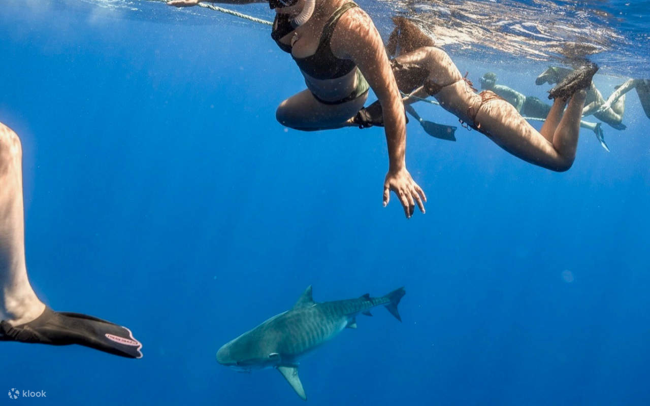 Senti l'adrenalina mentre gli squali scivolano con grazia durante la tua avventura oceanica