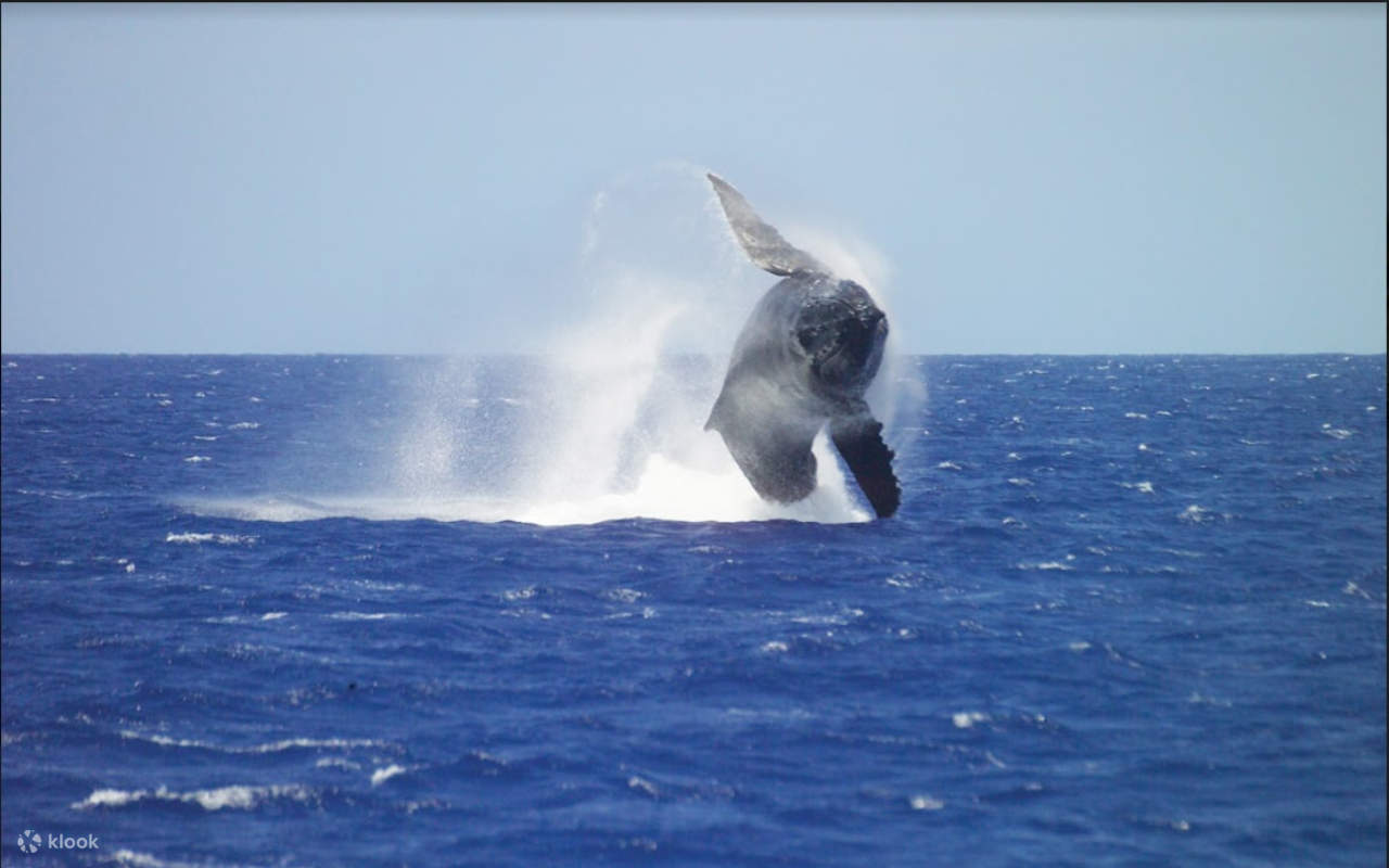 Du thuyền ngắm cá voi Oahu