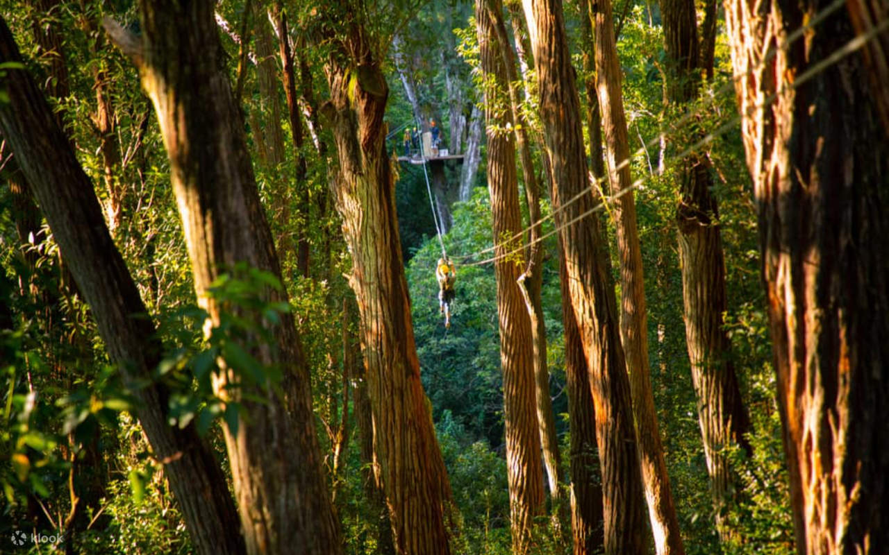Jelajahi pemandangan indah lanskap Kohala sambil ziplining tinggi di atas ngarai dan lingkungan alam yang menakjubkan