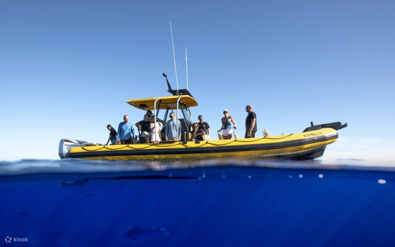 在夏威夷清澈湛蓝的深海中，近距离邂逅雄伟的鲨鱼。