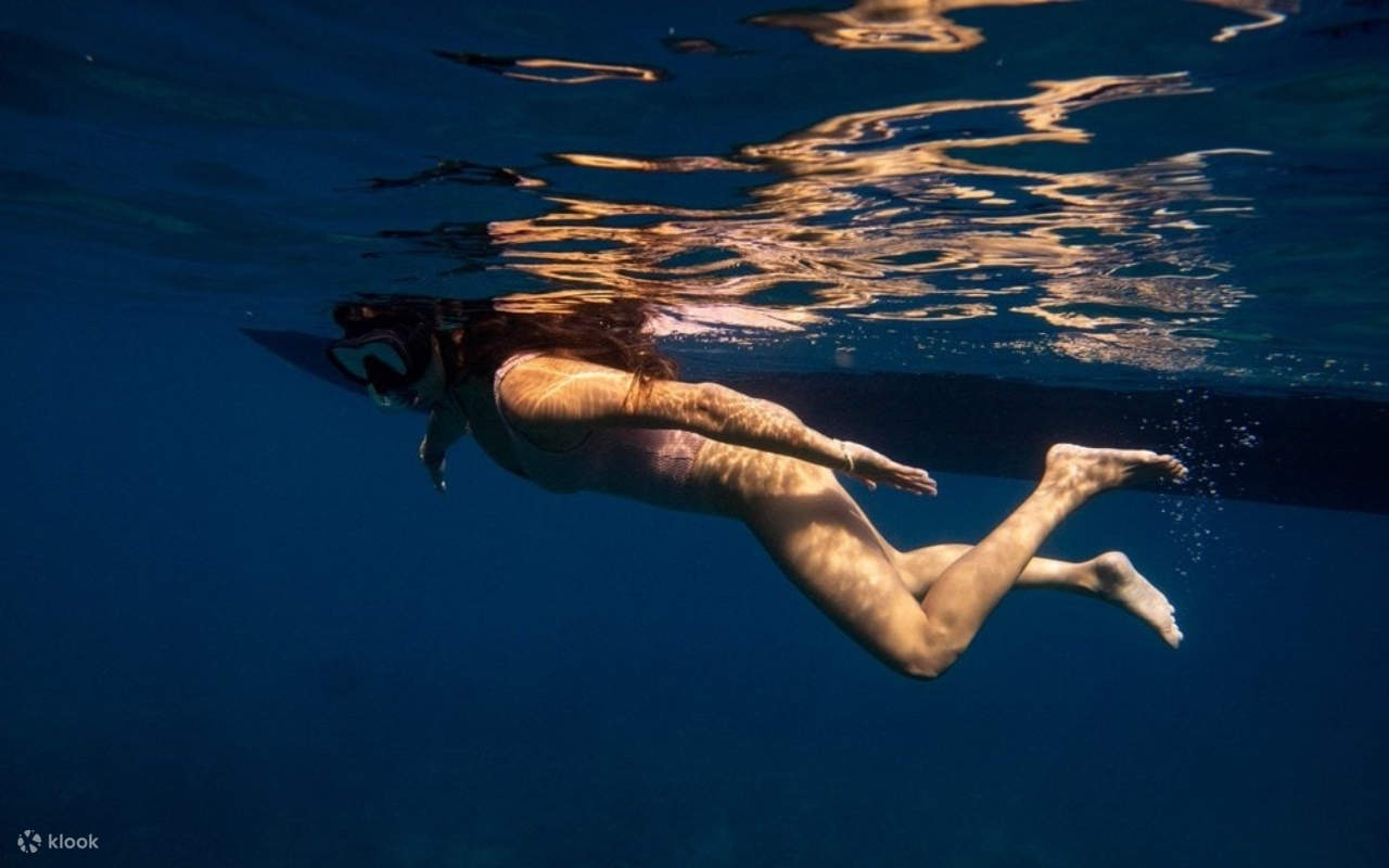 Trained Hawaiian watermen ensure your shark diving adventure stays safe and unforgettable