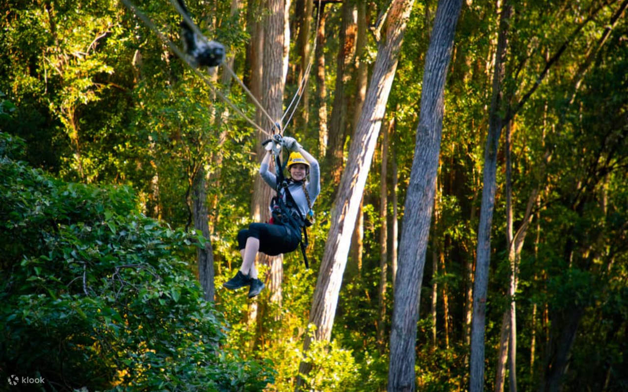 친구들과 함께 나무 꼭대기를 미끄러지듯 지나며 하와이의 아름다운 자연 경관을 감상해 보세요.