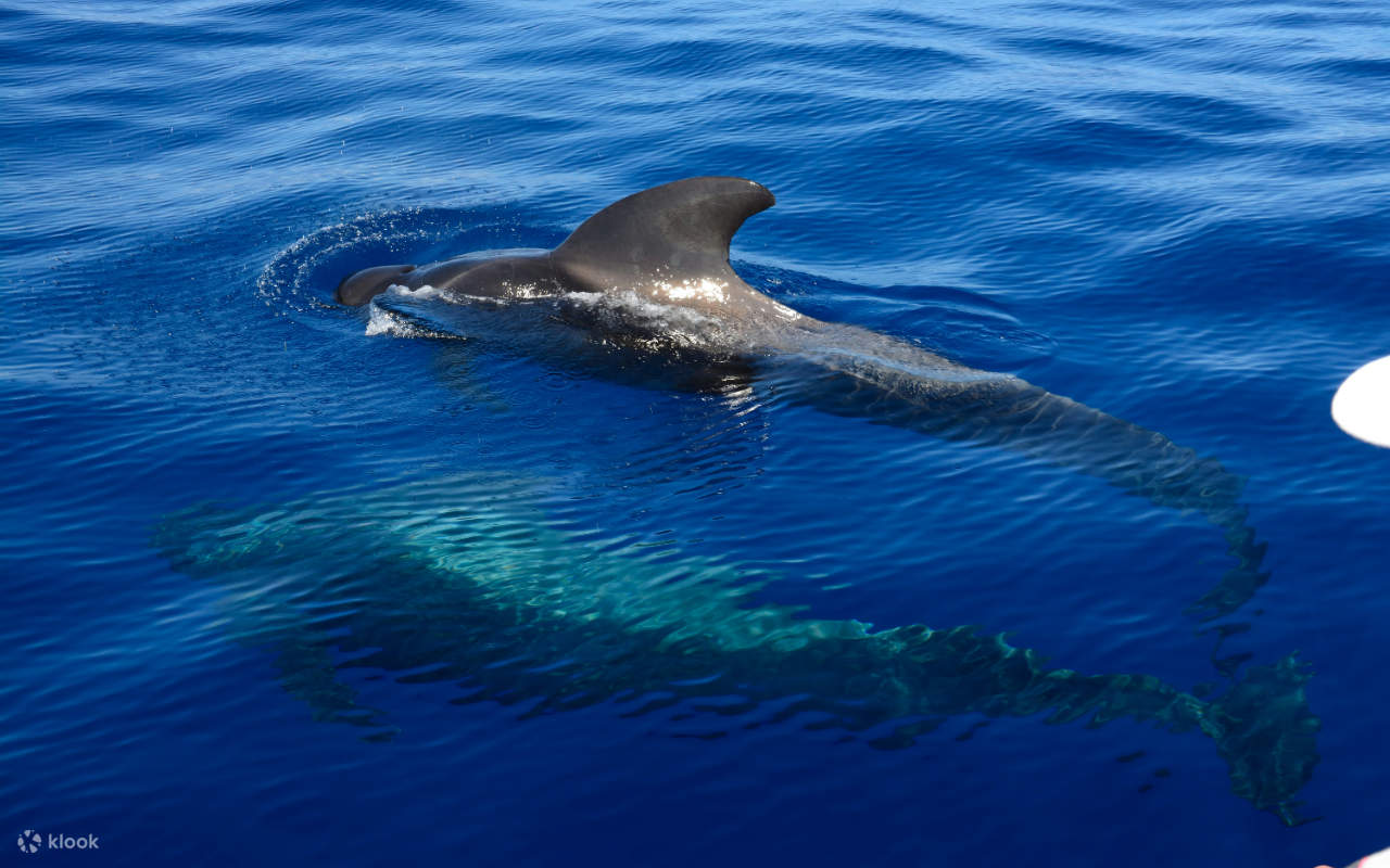 Послушайте захватывающие подводные звуки китов, эхом разносящиеся через современную бортовую звуковую систему.