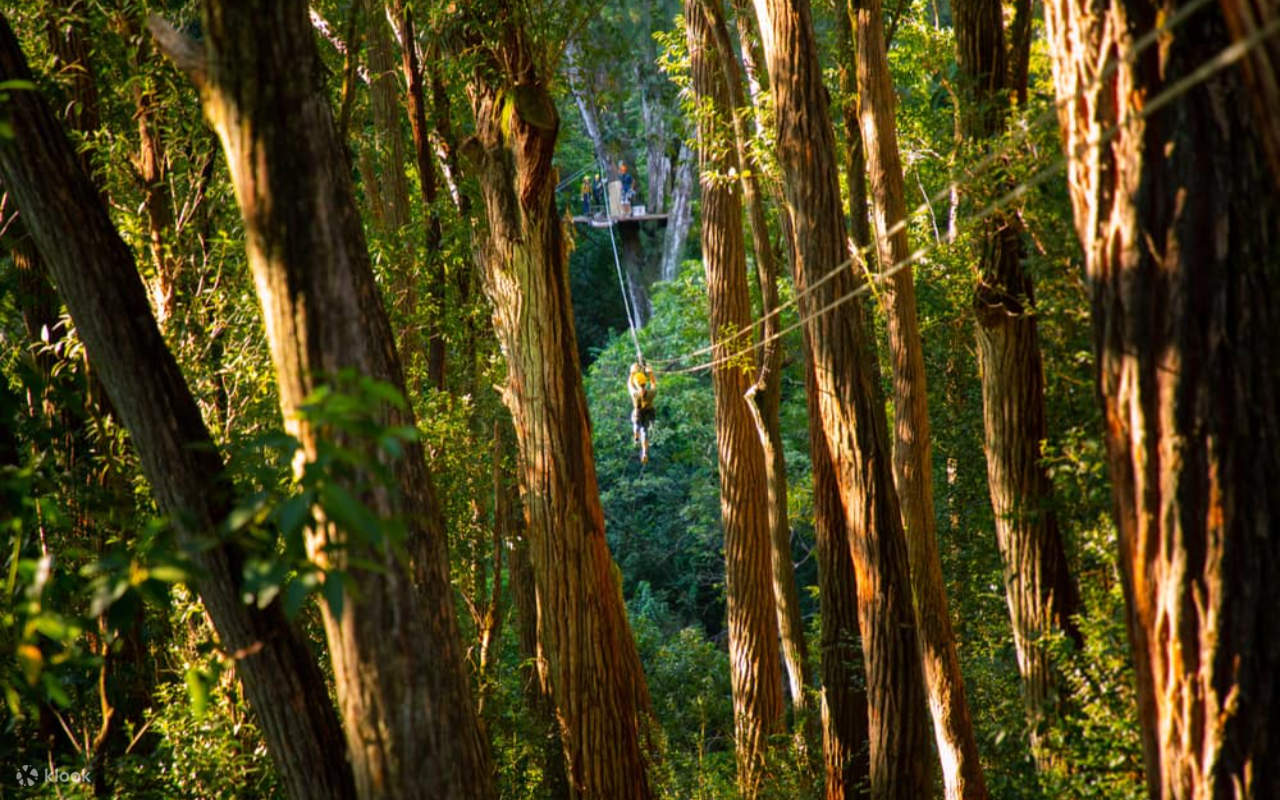 在驚險刺激的「科哈拉樹冠探險 (Kohala Canopy Adventure)」中，盡情翱翔於夏威夷鬱鬱蔥蔥的樹梢之上，飽覽令人驚嘆的壯麗景色。
