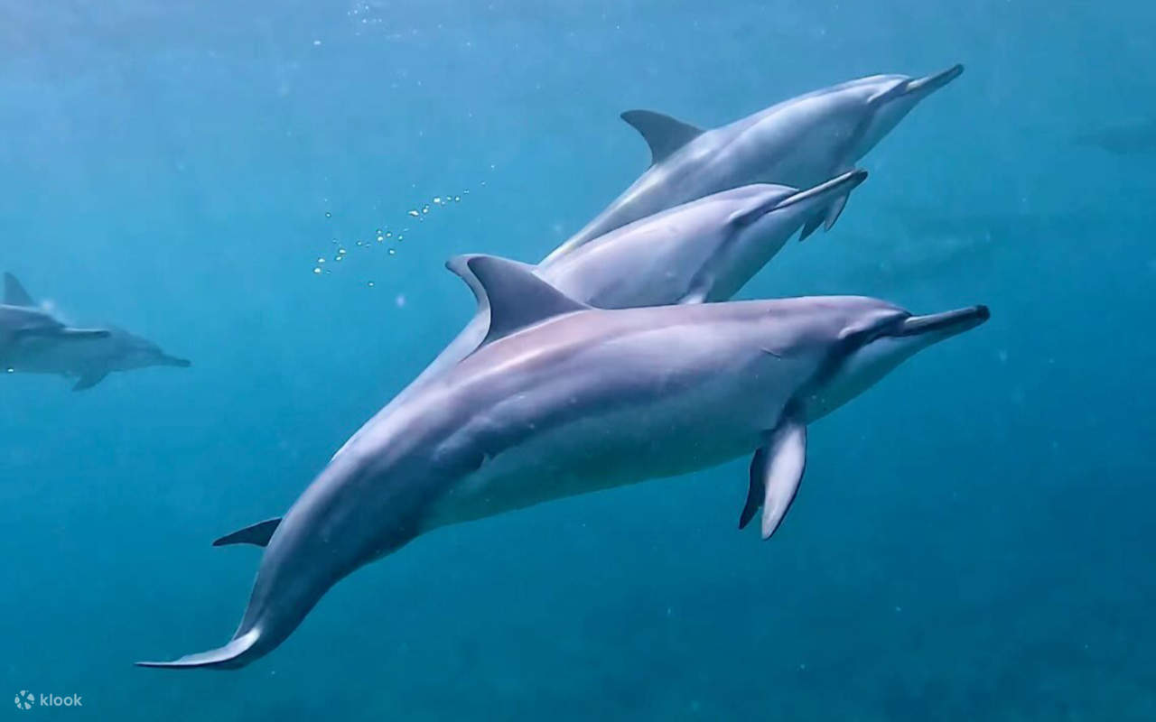 Experimente de cerca la vibrante vida marina de Hawái con delfines, tortugas y ballenas