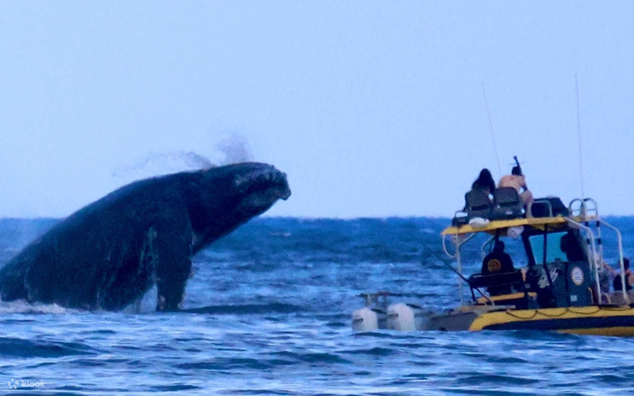 Descubra las maravillas de la costa norte de Oahu mientras las majestuosas ballenas jorobadas saltan durante la temporada.