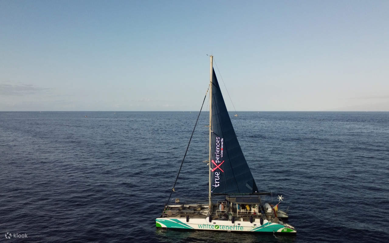 Trải nghiệm cảm giác hồi hộp khi phát hiện những gã khổng lồ biển khi đi thuyền qua vùng biển sôi động của Tenerife