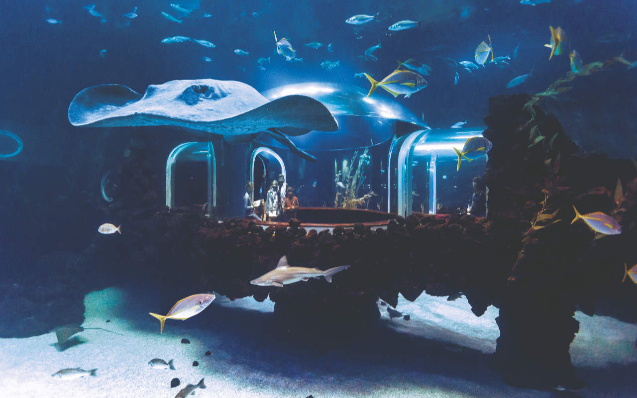 poissons dans l'aquarium