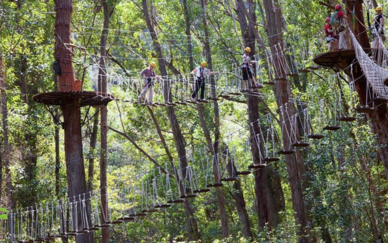 探索科哈拉充滿活力的樹冠，體驗腎上腺素飆升與寧靜致遠的完美結合，將全景盡收眼底。