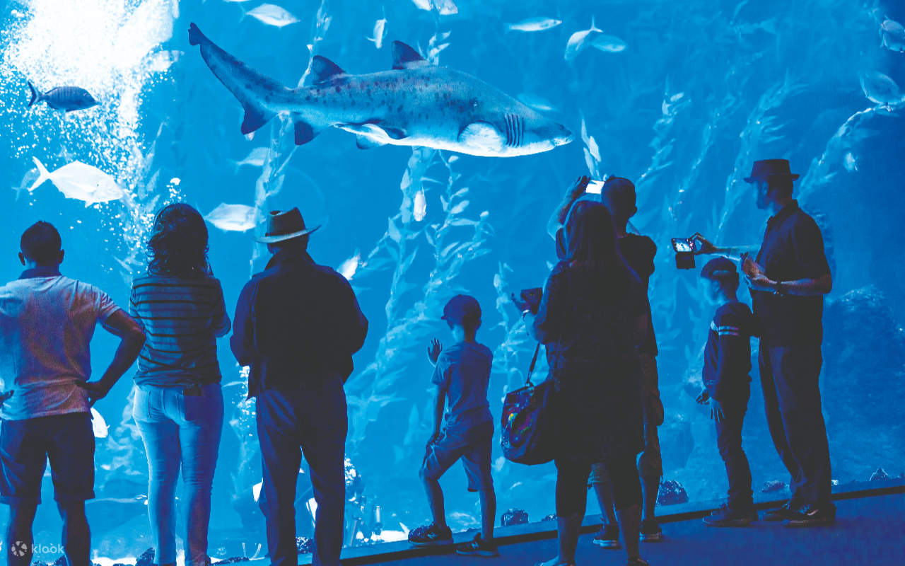 Ngắm cảnh Thủy cung Poema del Mar