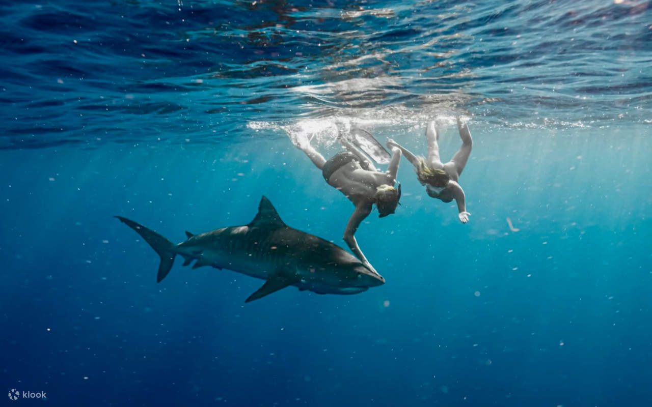 Discover breathtaking marine wildlife while diving alongside sharks in Hawaii’s pristine waters