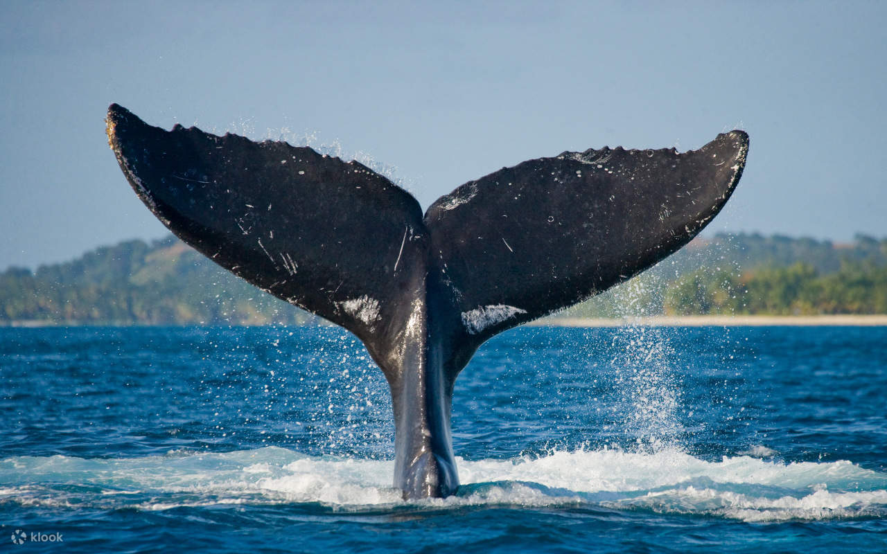 Sydney Whale Watching Adventure Cruise
