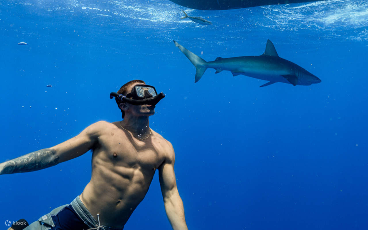Vivi un'emozionante immersione con gli squali senza gabbia nelle splendide acque della costa nord di Oahu.