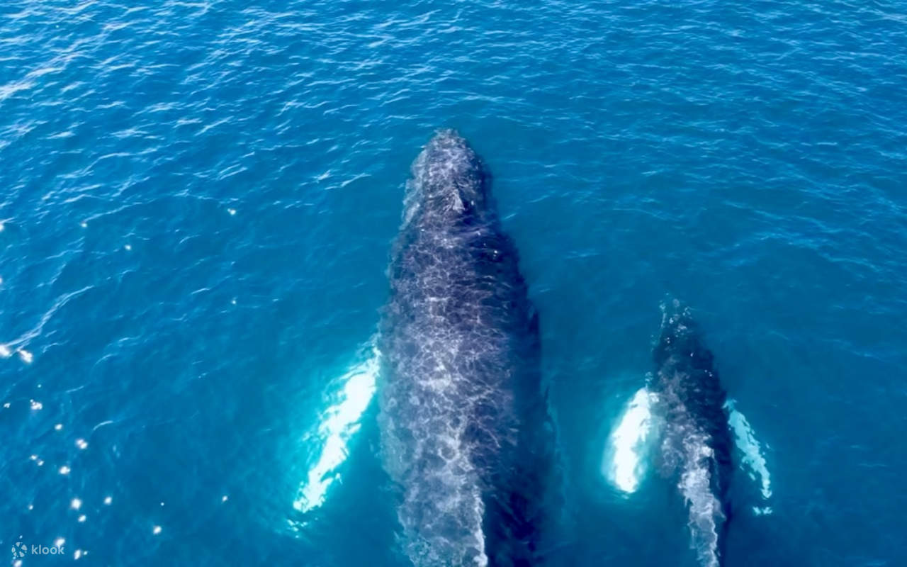 Capture unforgettable moments spotting playful whales leaping through waves along Oahu’s coast