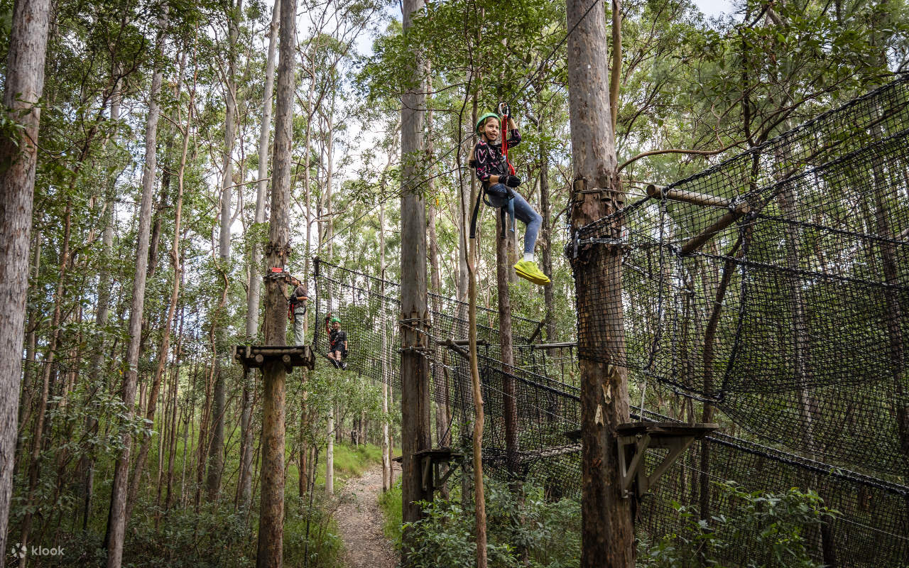 TreeTop Challenge - Tamborine - Adrenaline Pass