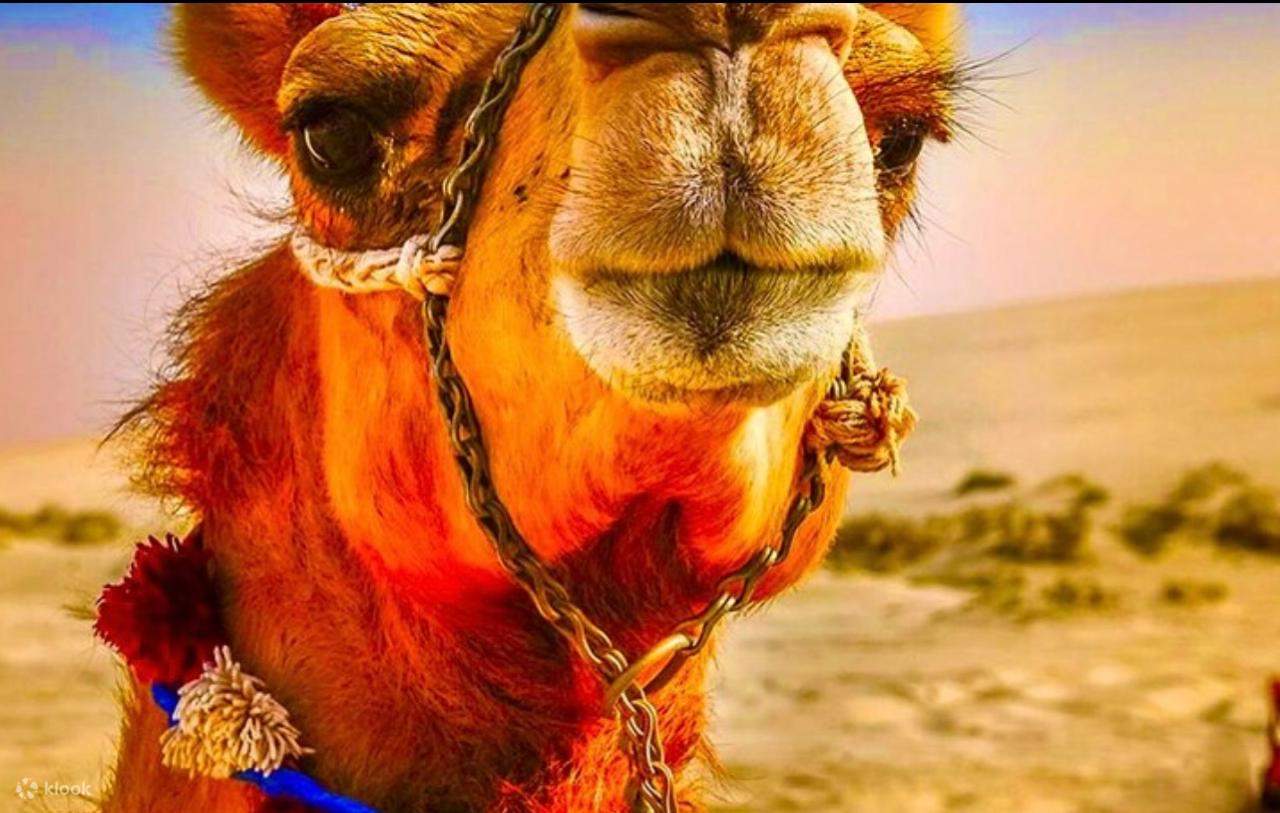 アガファイ砂漠：四輪バイク、ラクダ乗り体験＆ディナーショー