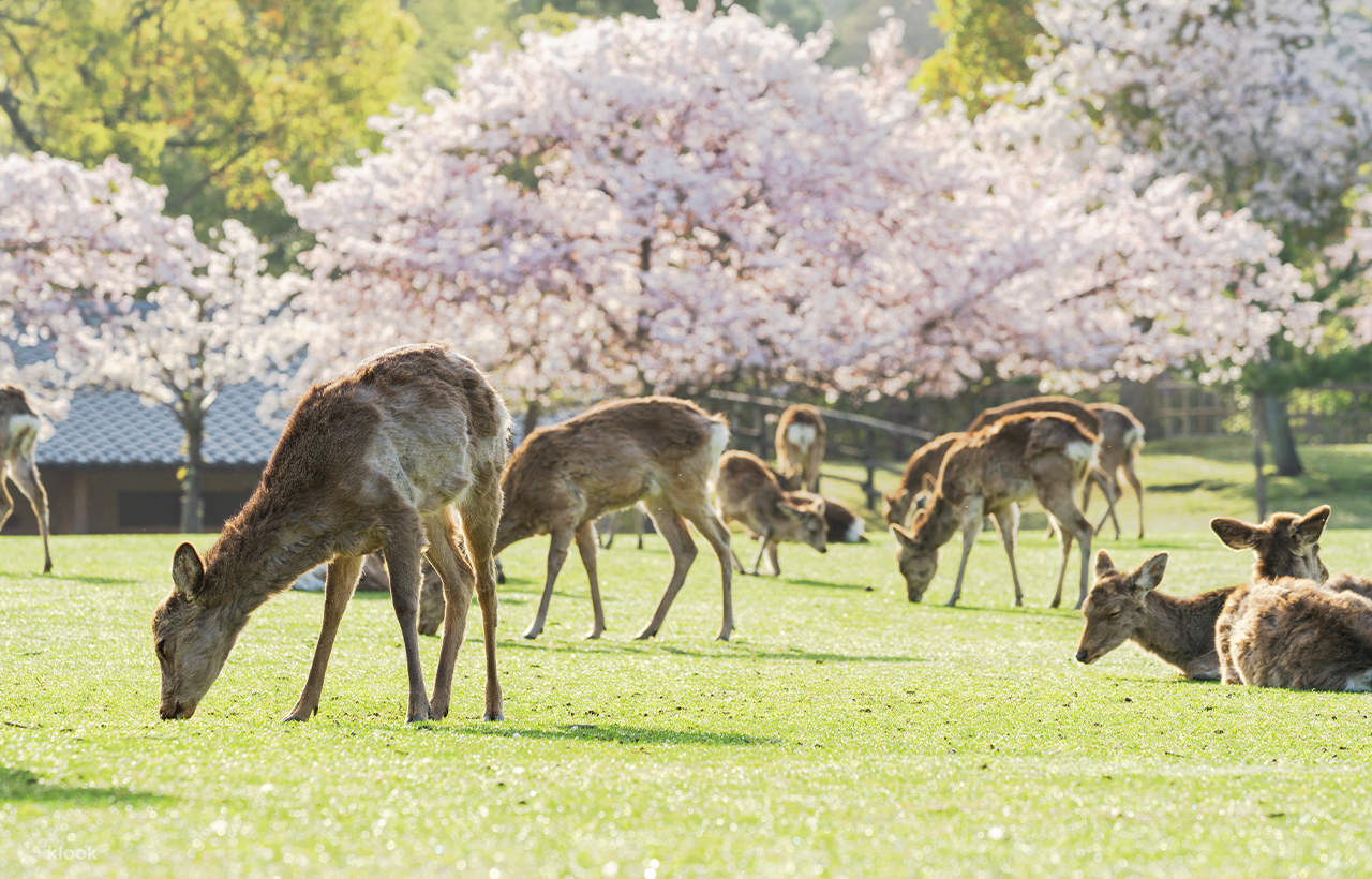 Osaka & Kyoto & Nara & Kobe 5 Days 4 Nights Tour | Depart from Osaka ...