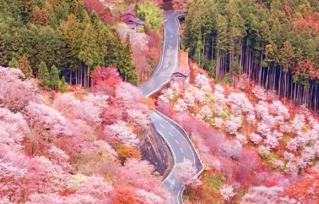 Cherry Blossom Season Exclusive | Nara Park & Yoshinoyama Cherry ...