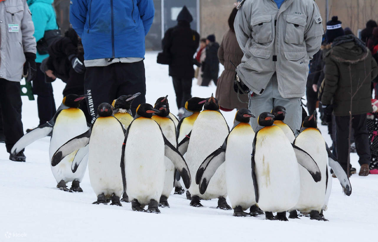 Tur Satu Hari Teras Elf Biei Aoike Kebun Binatang Hokkaido - Klook ...