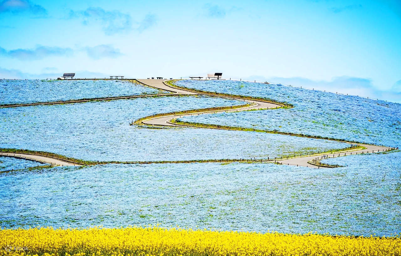 大洗磯前神社＆那珂凑海鮮市場＆国营常陆海滨公园花海一日游丨东京出发
