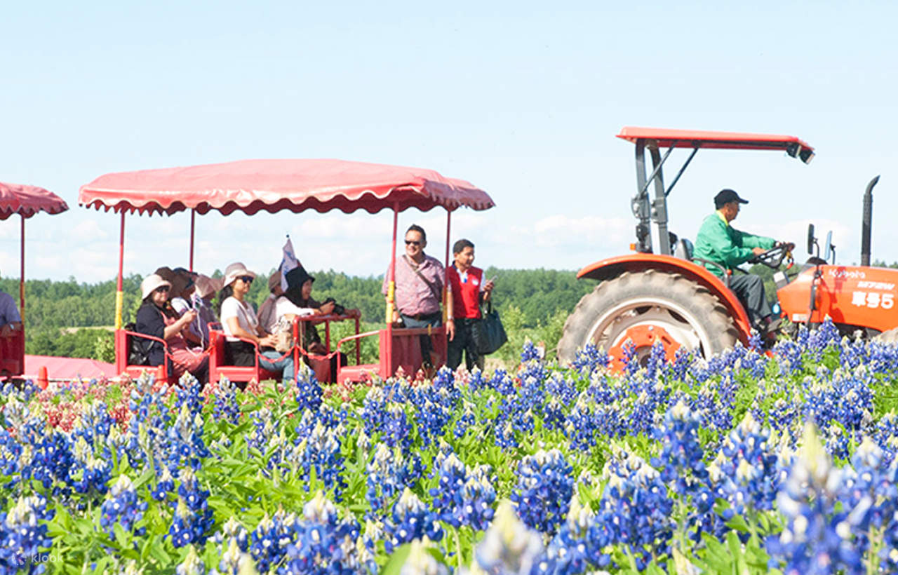 Tur Satu Hari Teras Elf Biei Aoike Kebun Binatang Hokkaido - Klook ...