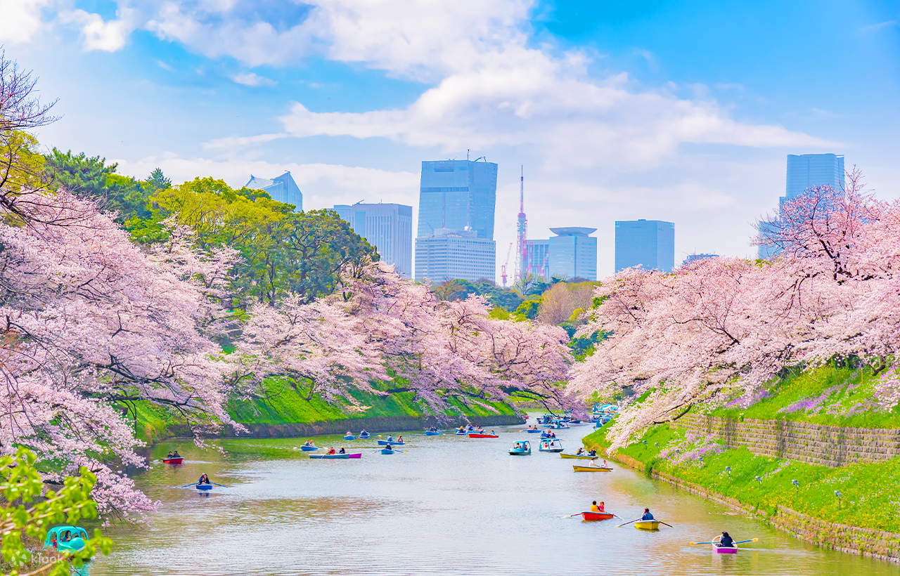 Độc quyền mùa hoa anh đào | Tour một ngày đến các điểm ngắm hoa anh đào nổi tiếng ở Tokyo với hương thơm của hoa và sự quyến rũ của hoa