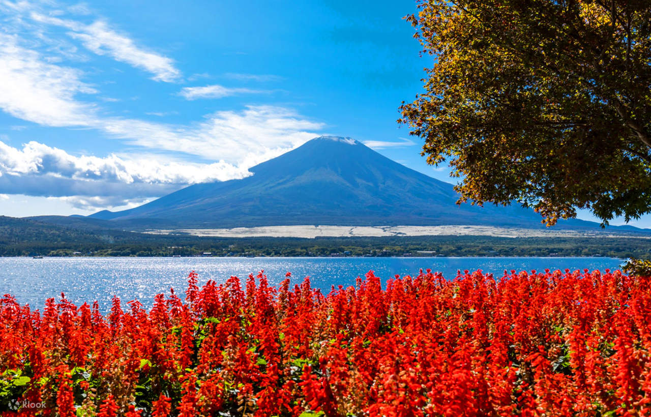 每到夏天，河口湖畔大石公園內的薰衣草盛放，猶如給公園披上了一層紫色的絨毯，與富士山之景遙相輝映，美不勝收。到了秋天，園內的掃帚草（地膚）會變為赤紅色，毛茸茸的特別可愛。這裏還是河口湖香草節的會場。（薰衣草6-7月，海棠花、大波斯菊7-9月，10月有地膚）