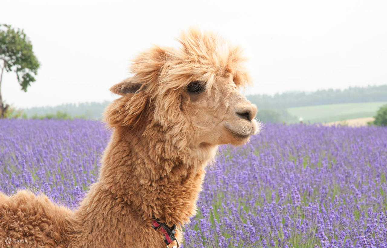 Tur Satu Hari Teras Elf Biei Aoike Kebun Binatang Hokkaido - Klook ...