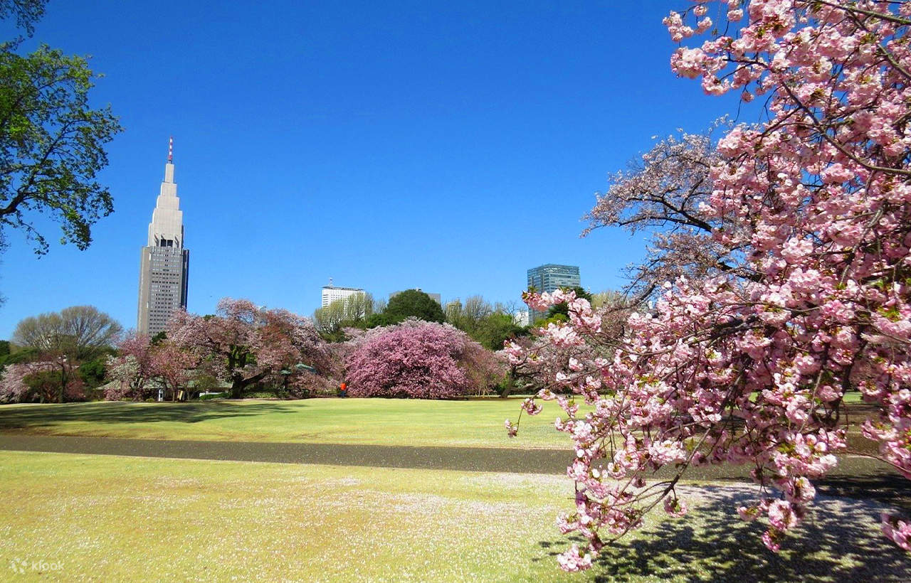 桜の季節限定 | 花の香りと桜の魅力を満喫する東京の桜の名所を