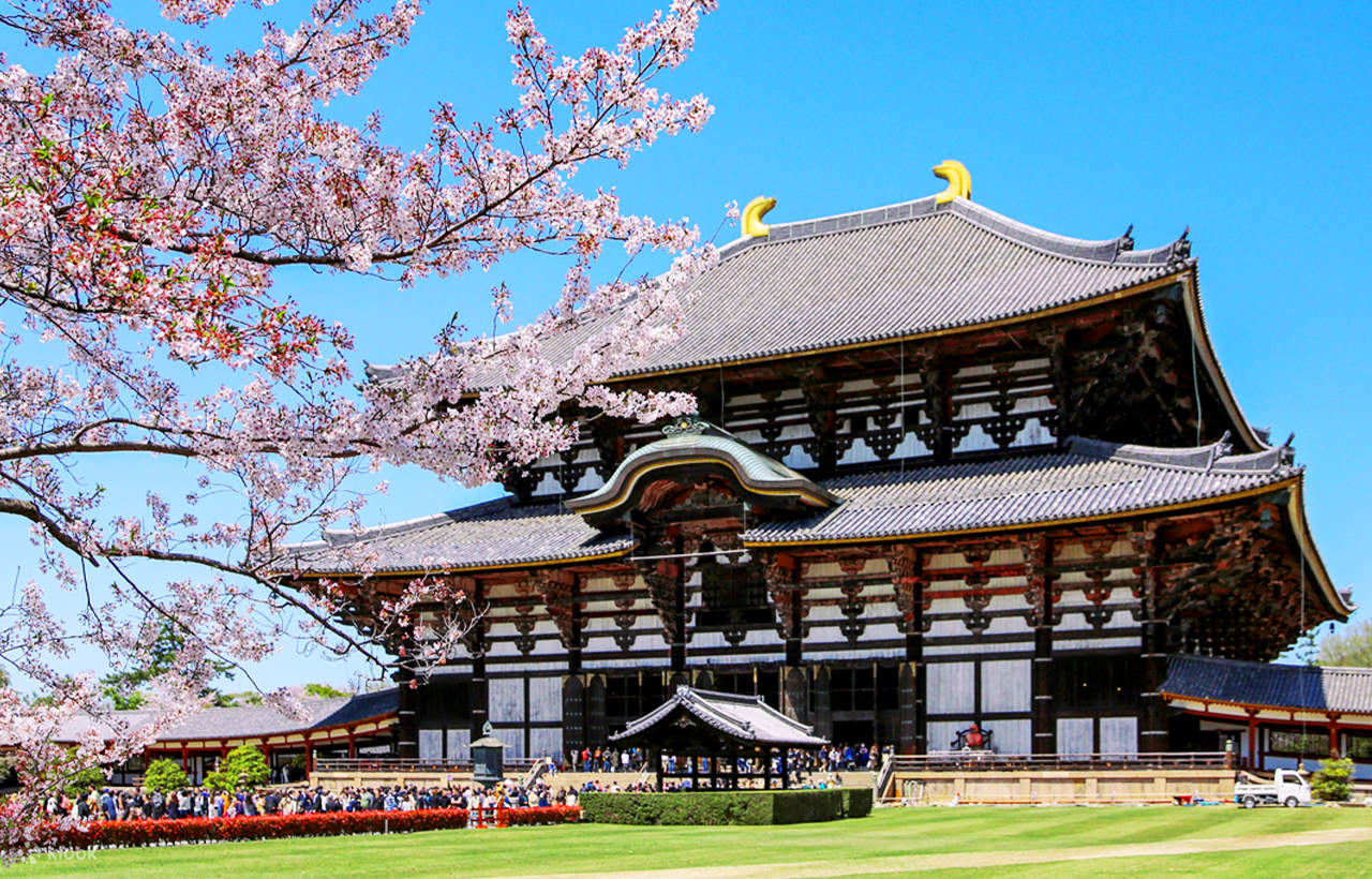 Tapak Rusa Lawatan sehari ke Kuil Tsubosaka Osaka & Pokok Sakura Matabee & Taman ...