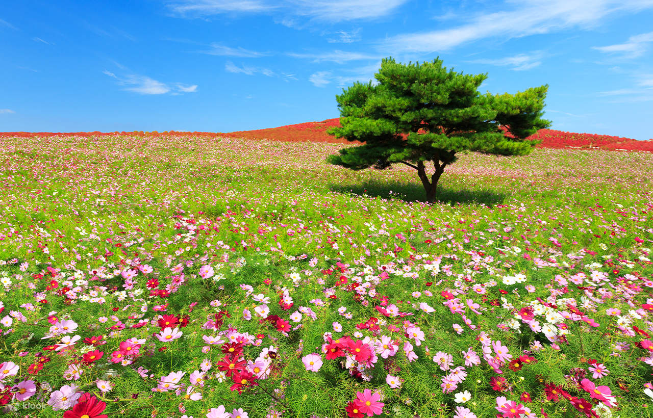 大洗磯前神社＆那珂凑海鮮市場＆国营常陆海滨公园花海一日游丨东京出发