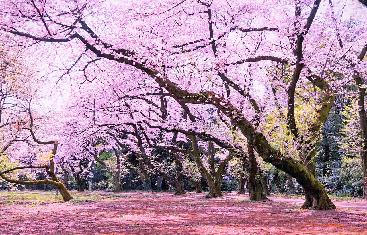 関東周辺四季の花巡り 関東周辺四季の花巡り: 花の絶景地400ヶ所収録 (旅の森) |本 | 通販