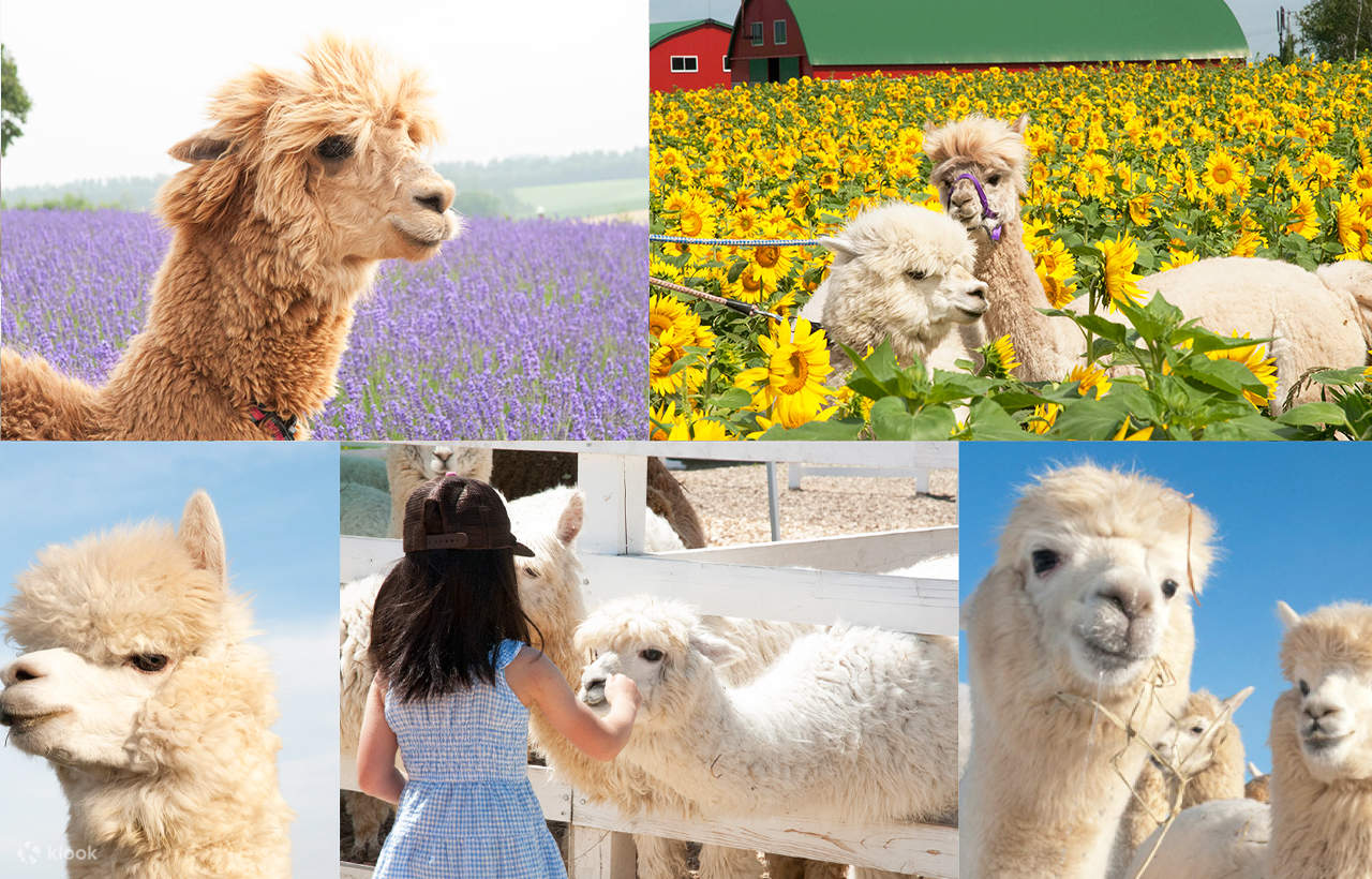 Tur Satu Hari Teras Elf Biei Aoike Kebun Binatang Hokkaido - Klook ...