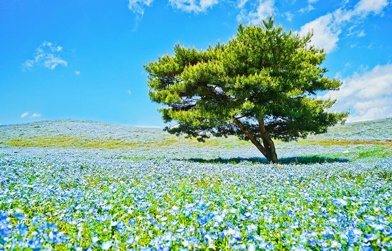 大洗磯前神社＆那珂凑海鮮市場＆国营常陆海滨公园花海一日游丨东京出发