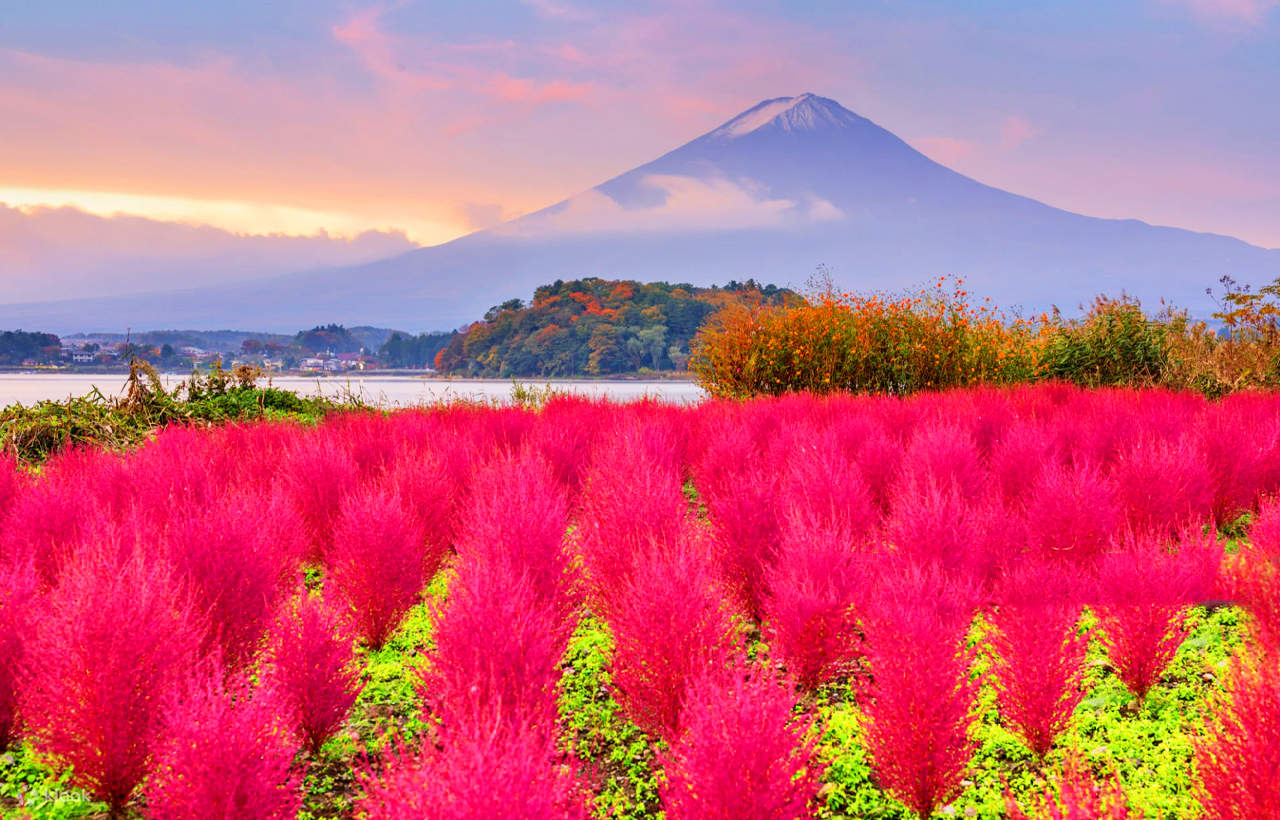 每到夏天，河口湖畔大石公園內的薰衣草盛放，猶如給公園披上了一層紫色的絨毯，與富士山之景遙相輝映，美不勝收。到了秋天，園內的掃帚草（地膚）會變為赤紅色，毛茸茸的特別可愛。這裏還是河口湖香草節的會場。（薰衣草6-7月，海棠花、大波斯菊7-9月，10月有地膚）